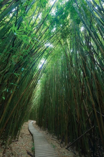 Follow Me by Dautlich canvas print