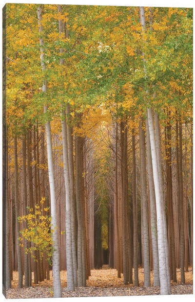 Forest Glimmer Canvas Art Print - Dautlich