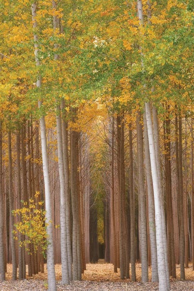 Dautlich: Forest Glimmer by Dautlich