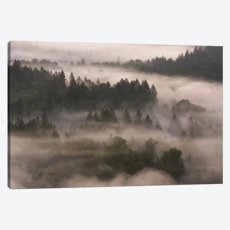 Forest Shroud Canvas Print #DTH23} by Dautlich Canvas Art Print