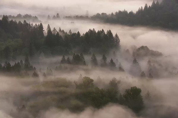 Dautlich: Forest Shroud by Dautlich