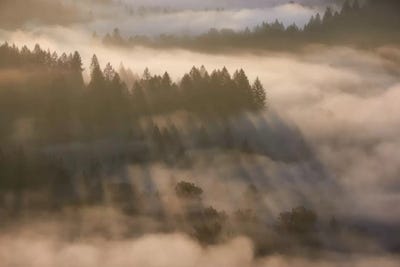 Glistening Light by Dautlich canvas print