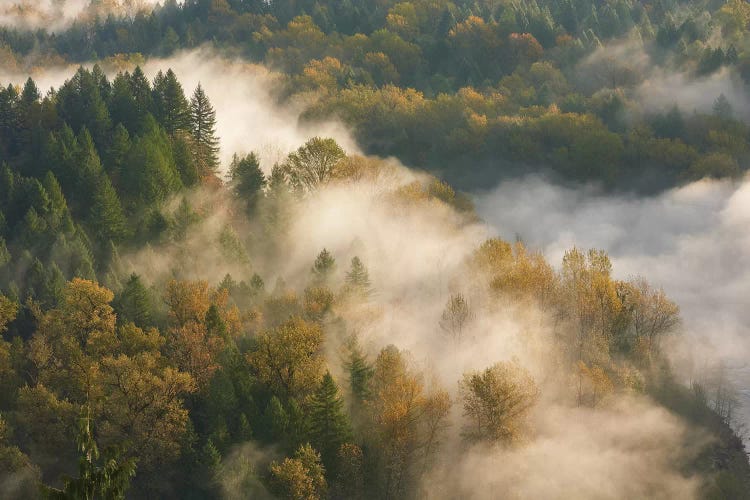 Golden Autumn Mist