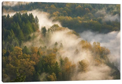 Golden Autumn Mist Canvas Art Print - Dautlich