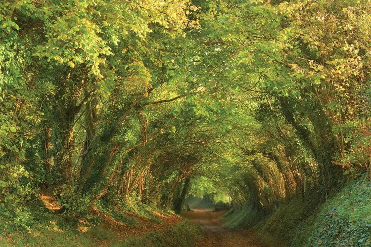 Golden Tunnel by Dautlich wall art