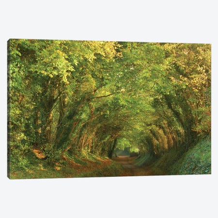 Golden Tunnel Canvas Print #DTH28} by Dautlich Canvas Art Print