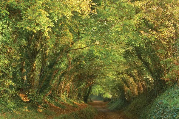 Tunnels: Golden Tunnel by Dautlich