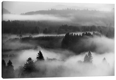 Mist Forest Magic Canvas Art Print - Dautlich