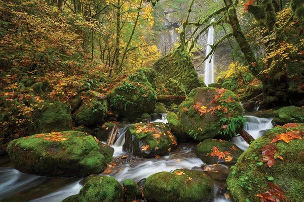 Dautlich: Mossy Dream by Dautlich