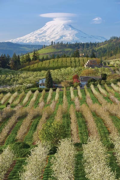 Blossoming Orchard by Dautlich canvas print