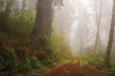 Mystery Trail by Dautlich canvas print