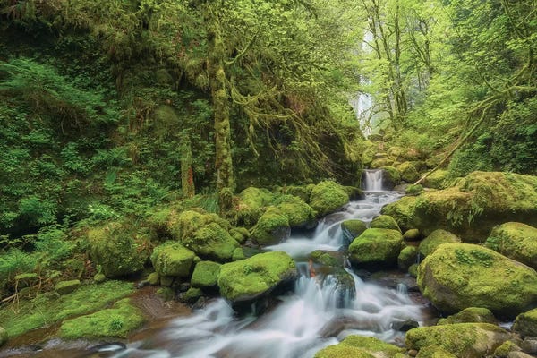 Dautlich: Secret Creek by Dautlich