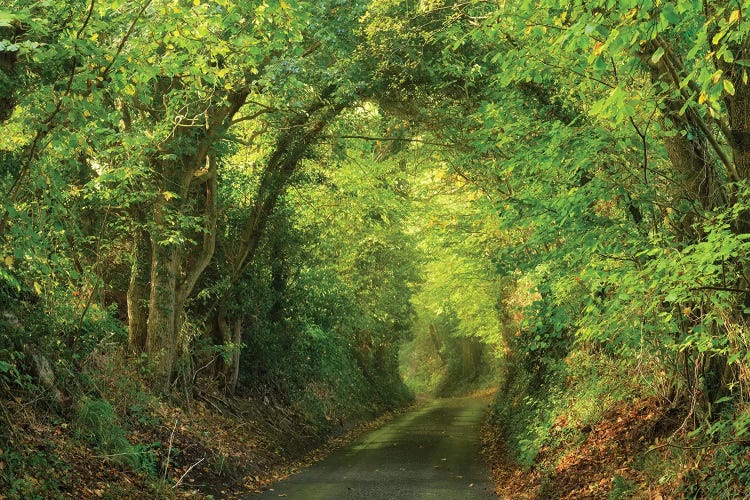 Spring Lane by Dautlich wall art