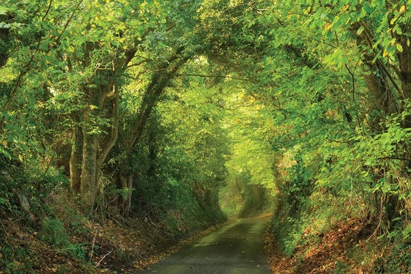 Dautlich: Spring Lane by Dautlich