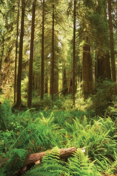 The Fallen by Dautlich canvas print