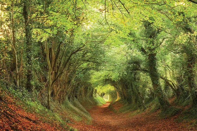 Tree Tunnel by Dautlich wall art