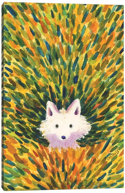 White Fox Canvas Art Print - Dan Tavis