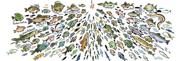 Fish: Freshwater Fish by Dan Tavis