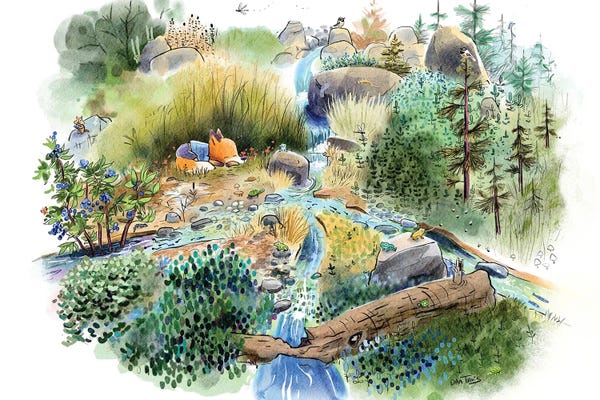 Foxes: Summer Sleeps by Dan Tavis