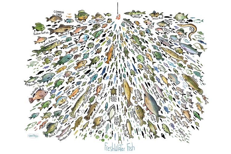 Many Freshwater Fish