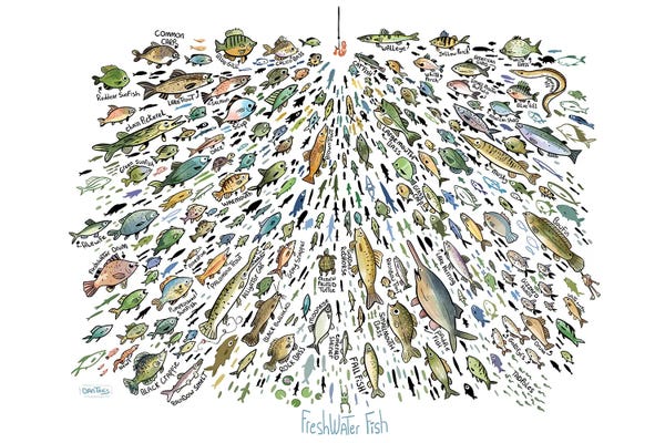 Many Freshwater Fish