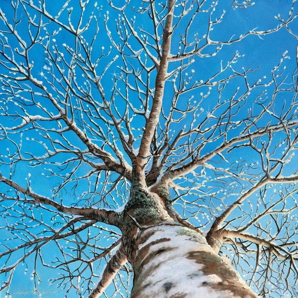 Dakota Daetwiler: Frosty Tree by Dakota Daetwiler