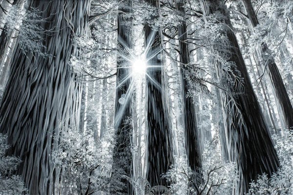 Dakota Daetwiler: Memory Forest by Dakota Daetwiler