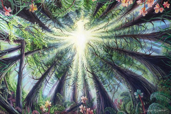 Ferns: Phoenix In The Redwoods by Dakota Daetwiler