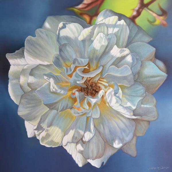 Dakota Daetwiler: White Rose by Dakota Daetwiler