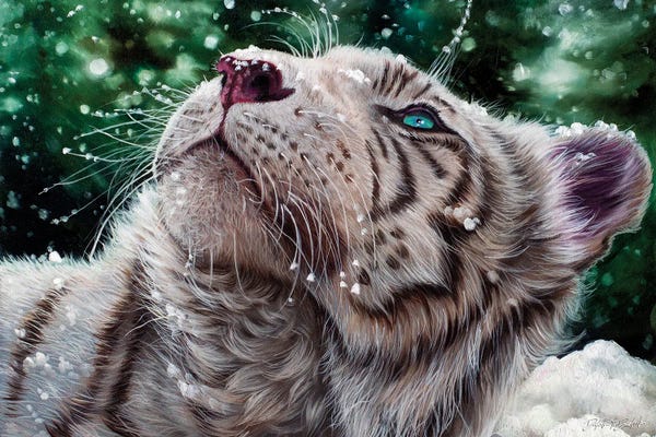 Tigers: Snow Tiger by Dakota Daetwiler