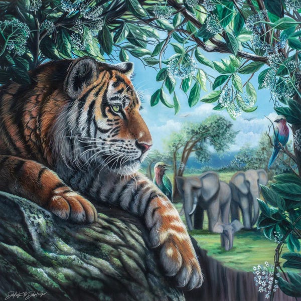 Dakota Daetwiler: Tiger On Rock by Dakota Daetwiler