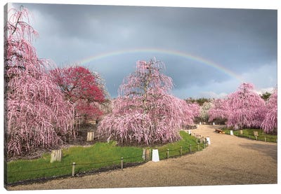 Spring In Japan XIX Canvas Art Print - Cherry Blossom Art