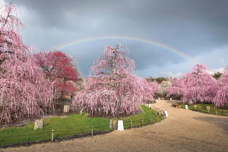 Spring In Japan XIX