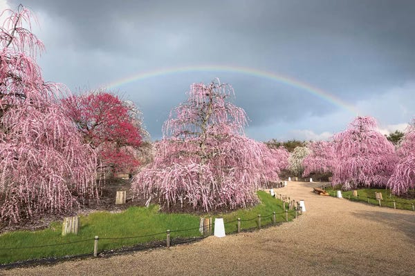 Blossoms: Spring In Japan XIX by Daisuke Uematsu