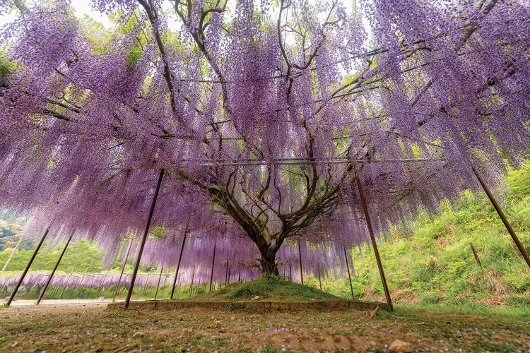 Spring In Japan XXII