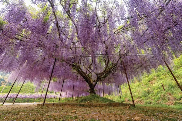 Daisuke Uematsu: Spring In Japan XXII by Daisuke Uematsu