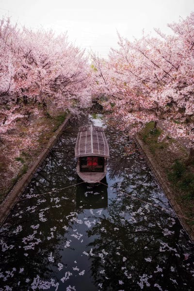 Cherry Blossoms: Spring In Japan XXIII by Daisuke Uematsu