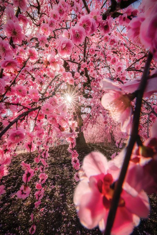 Spring In Japan XXIV