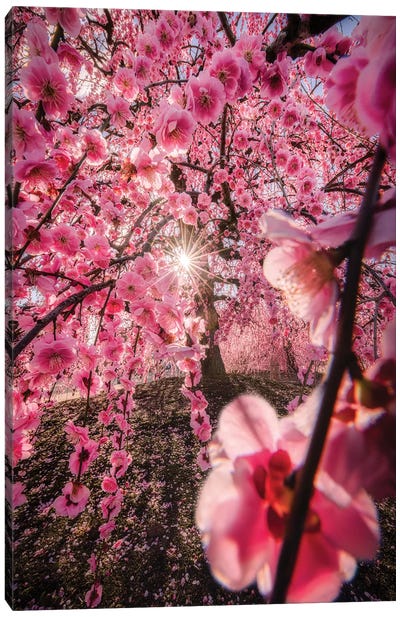 Spring In Japan XXIV Canvas Art Print - Tree Close-Up Art