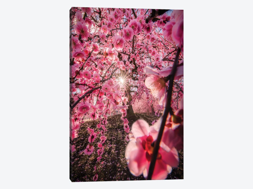 Spring In Japan XXIV by Daisuke Uematsu 1-piece Canvas Art Print