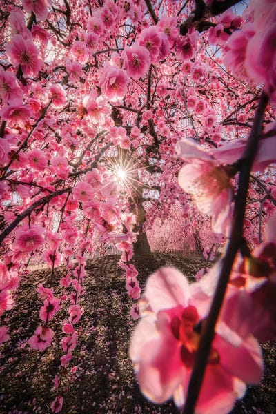 Tree Close-Ups: Spring In Japan XXIV by Daisuke Uematsu
