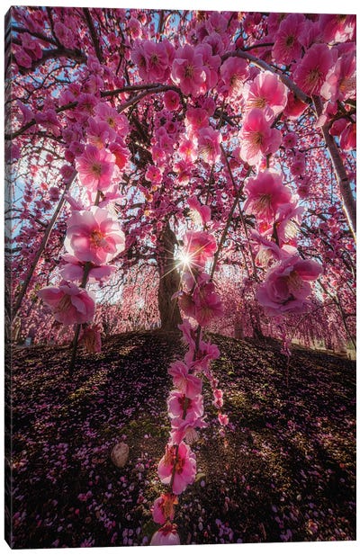 Spring In Japan XXV Canvas Art Print - Tree Close-Up Art