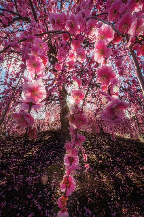 Spring In Japan XXV