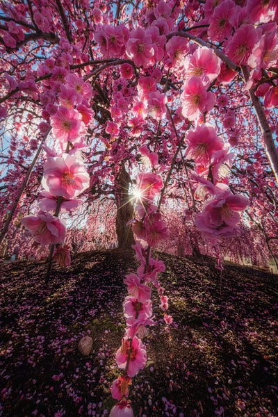 Blossoms: Spring In Japan XXV by Daisuke Uematsu