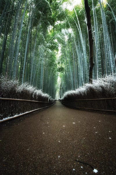 Arashiyama Bamboo Forest: Winter In Japan V by Daisuke Uematsu