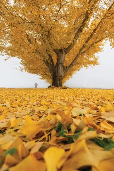 Daisuke Uematsu: Autumn In Japan XXXII by Daisuke Uematsu