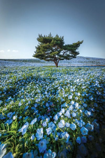 Daisuke Uematsu: Spring In Japan XXVIII by Daisuke Uematsu