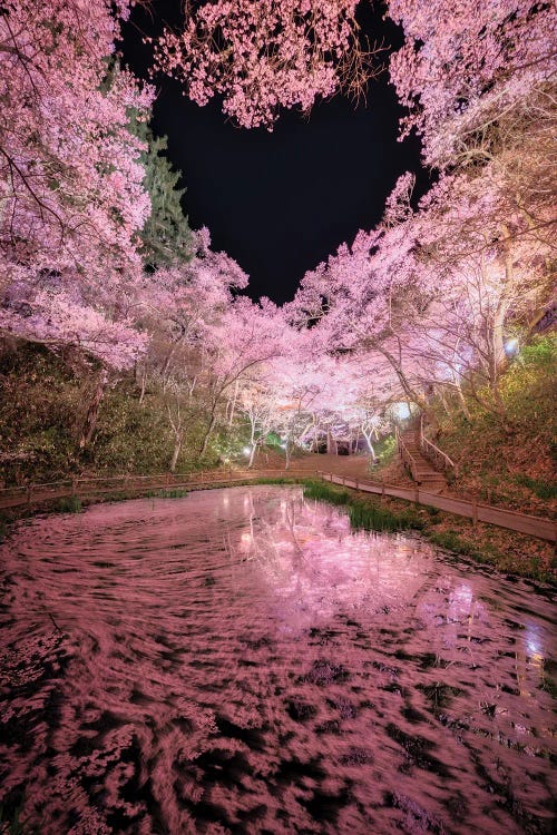 Spring In Japan XXIX by Daisuke Uematsu wall art