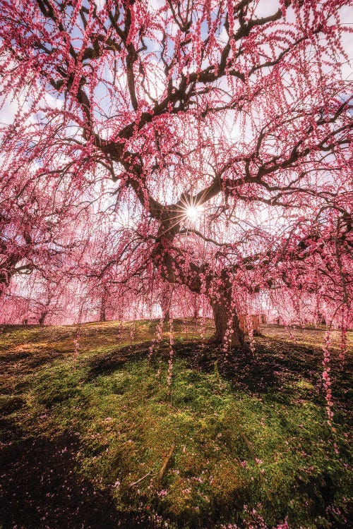 Spring In Japan XXX