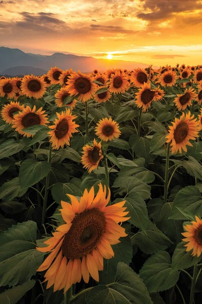 Summer In Japan XIX by Daisuke Uematsu art print